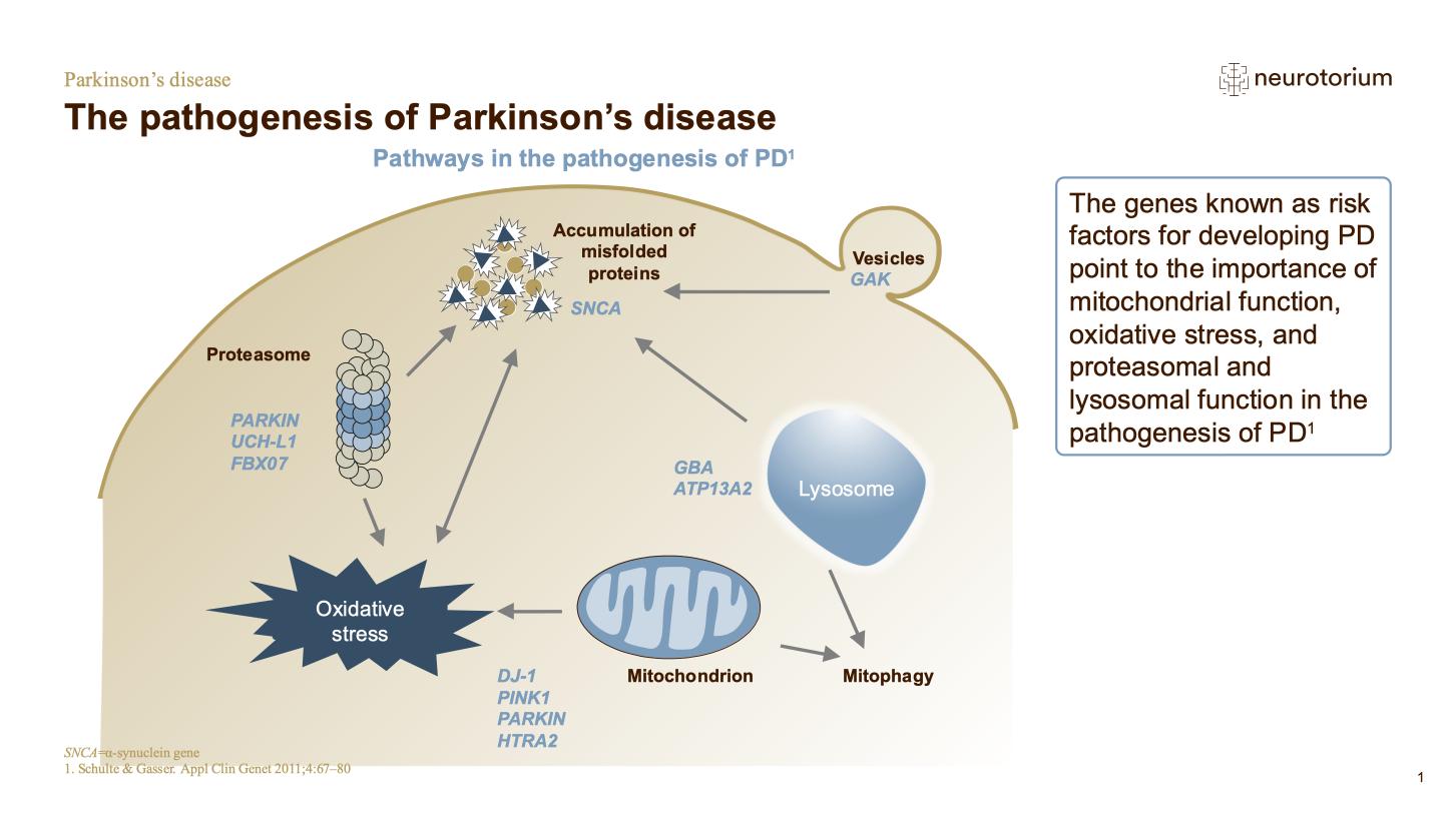 Parkinsons Disease – Neurobiology and Aetiology – slide 28